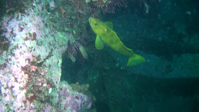 School of fish swimming near coral reefs underwater
