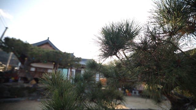 Traditional Korean house with pine trees