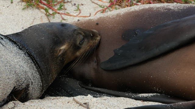 Seal Resting on a Sandy Beach
