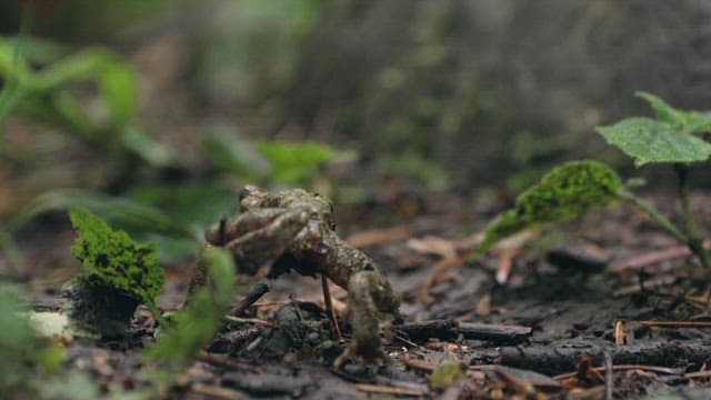 Frog in Natural Habitat