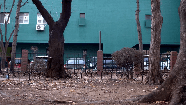 Trees and parked cars in front of a building