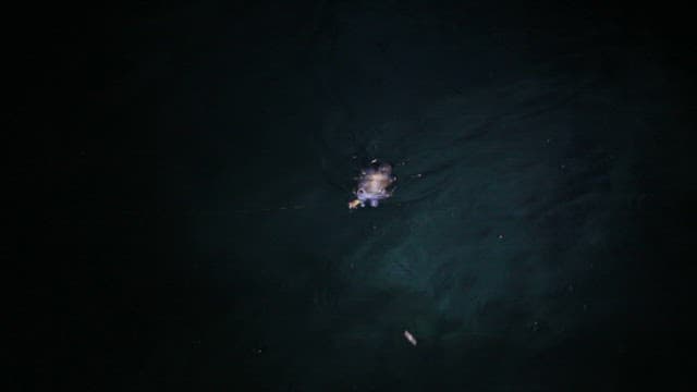 Squid caught by fishing in the dark sea