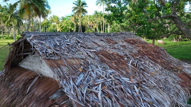 Cow in a vibrant green area on the beach with a hut