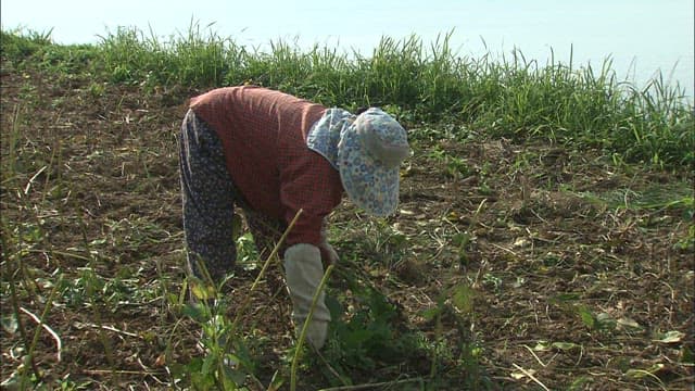 Farmer cultivating a field in the countryside