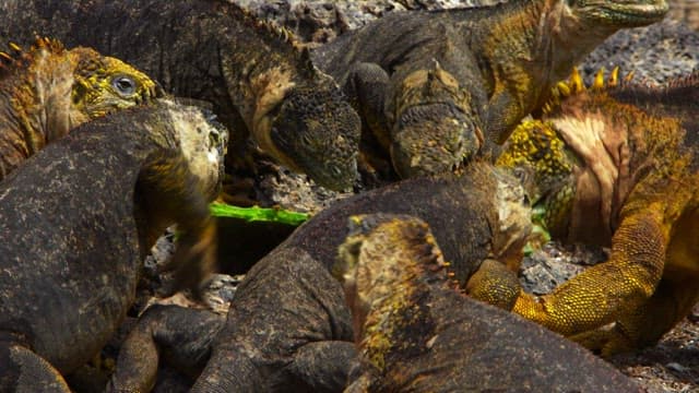 Land Iguanas Clustering Around Cactus