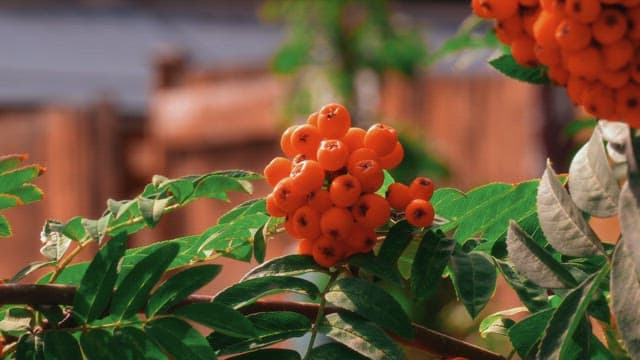 Orange berries on a leafy branch under sunlight