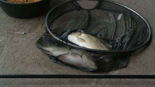 Fish caught in a net squirms