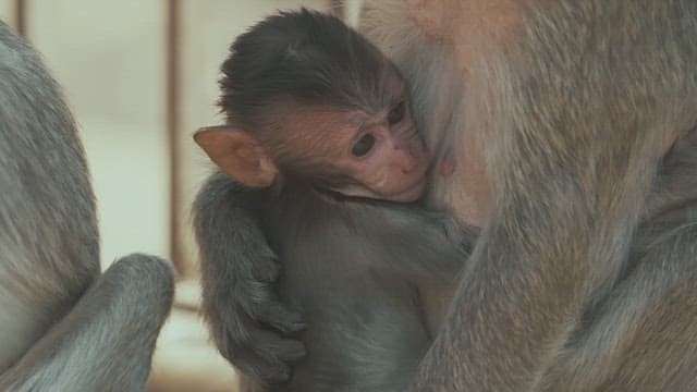 Baby Monkey Being Held by its Mother