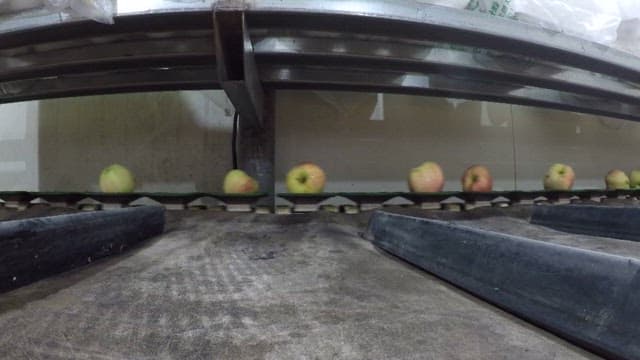 Apples on a conveyor belt being sorted at a factory