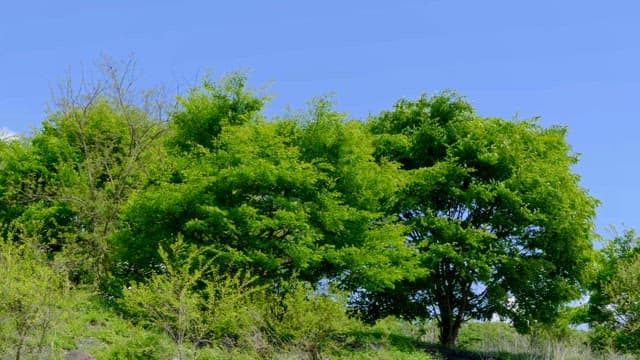 Lush green trees under a clear blue sky