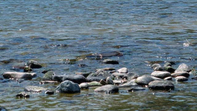 Clear stream and pebbles shining in the midday sunlight 