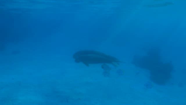 Dugong Swimming Peacefully Underwater