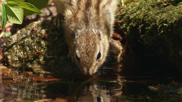 Squirrel Drinking Water by the Stream
