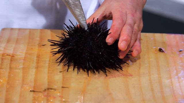 Slicing fresh sea urchin on a wooden cutting board