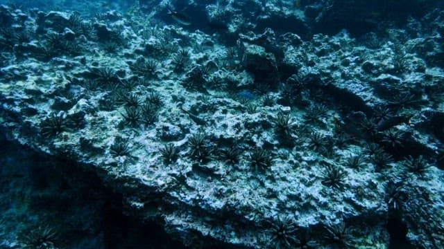 Underwater Sea Life in a Coral Reef
