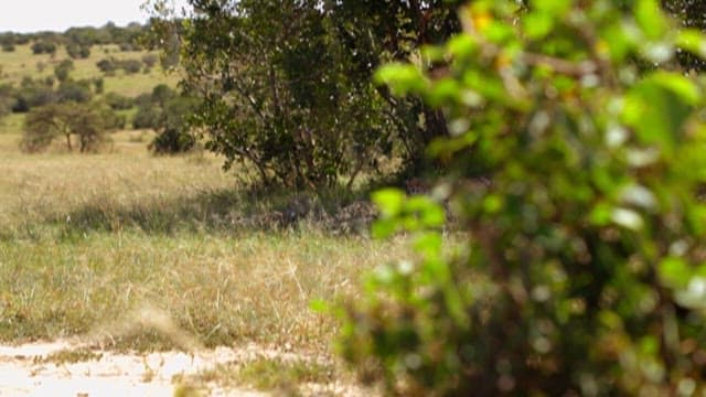 Cheetahs Resting in Grassland