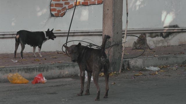Stray Dogs and a Monkey on a Street near a Wall in the Daytime