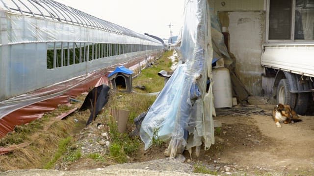 Rural farm with greenhouses and a dog resting by a house