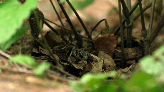 Snake in its natural habitat