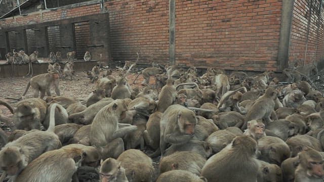 Monkeys Sitting Together on the Ground and Eating