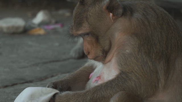 Monkey Curiously Examining a Piece of Fabric While Sitting on the Ground