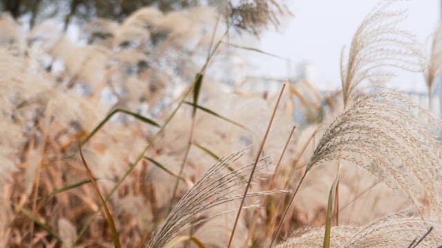 Flame grass swaying in the breeze
