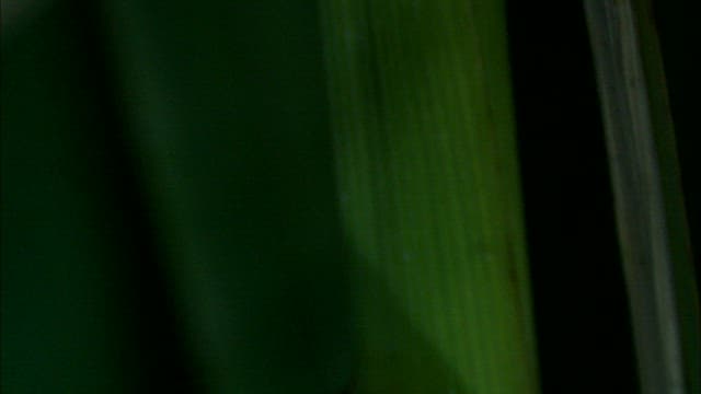 Freshwater snail eggs attached to a green leaf