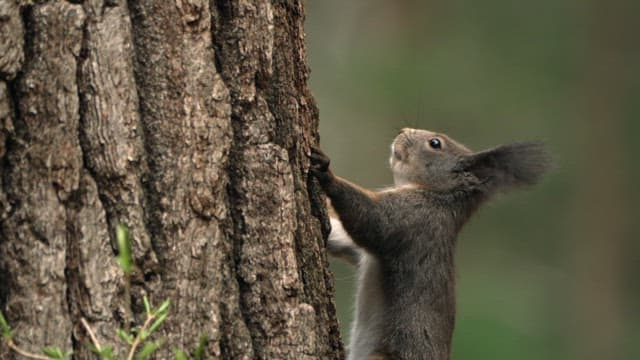 Eurasian red squirrel climbing a tree bark