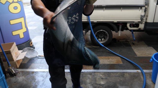 Person who puts yellow tail in a tank