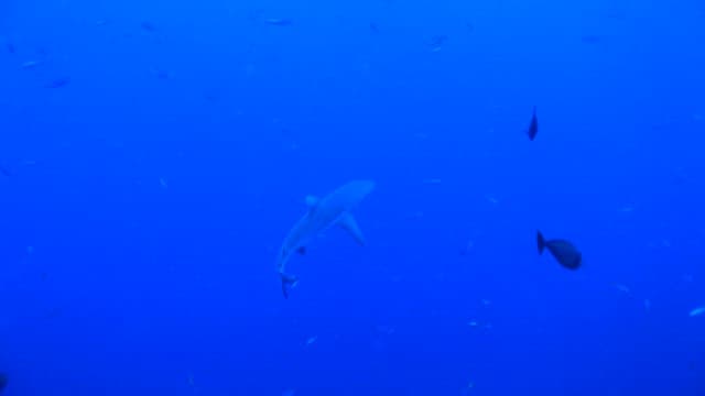 Serene Underwater World with Roaming Shark