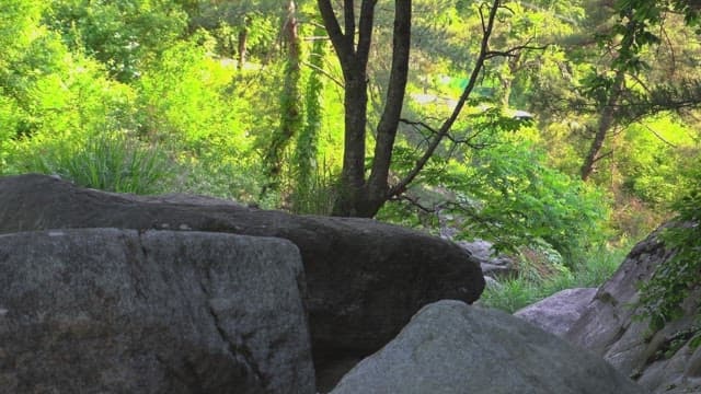 Rocks in the forest with sunlight shining