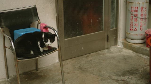 Cat resting on a chair in old residential areas