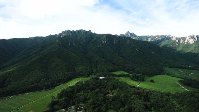 Lush mountain range with green tea fields below