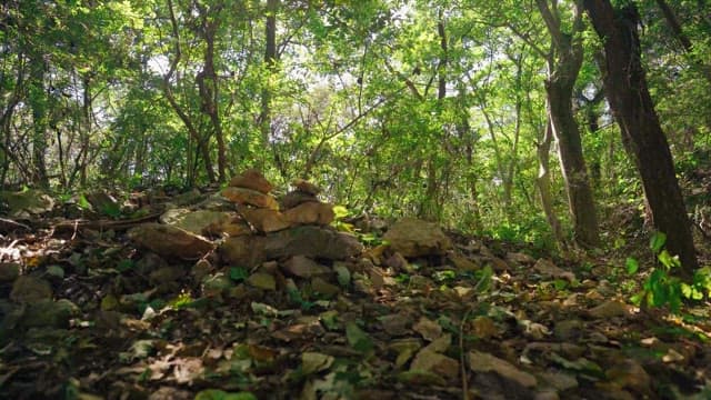 Forest landscape on a sunny day with foliage and stones