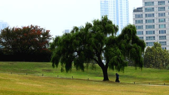 Calm Day in the Urban Park
