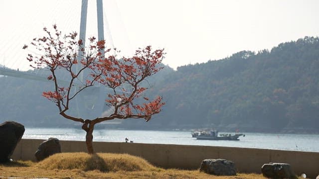 Boat speeding on calm sea and red maple tree