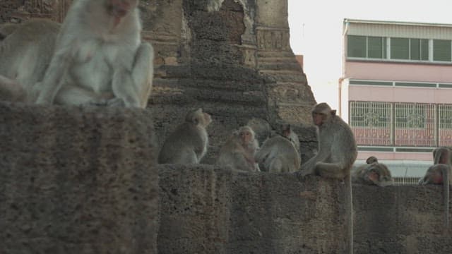 Monkeys Resting on a Stone Structure in Ancient Temple