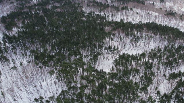 Tree Forest Covered with Snow in Winter