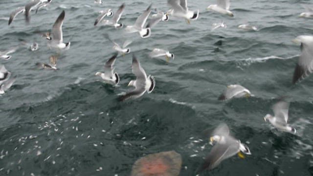 Flock of Seagulls Flying Over the Ocean