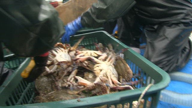 Workers Sorting Freshly Caught Crabs