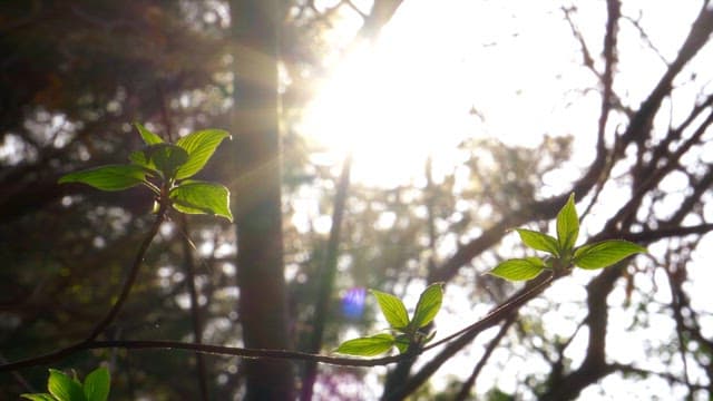 Young green leaves illuminated by sunlight in a forest