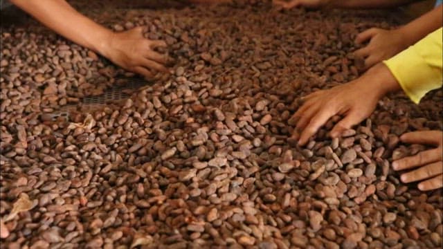 Sorting cocoa beans by hand at a factory