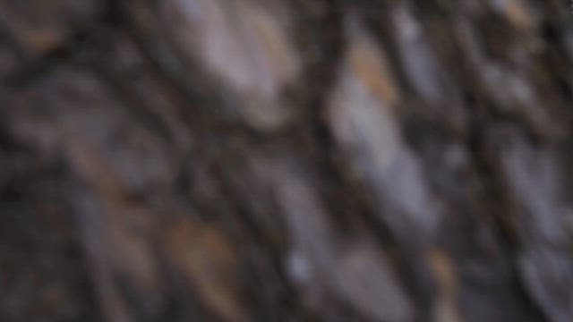 Tranquil Park with Historic Stone Monument