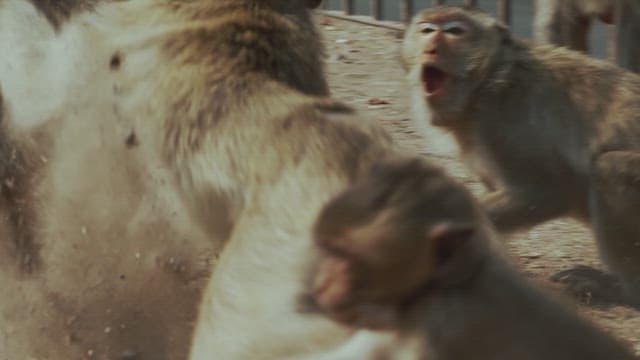 Monkeys Running Fast on the Ground