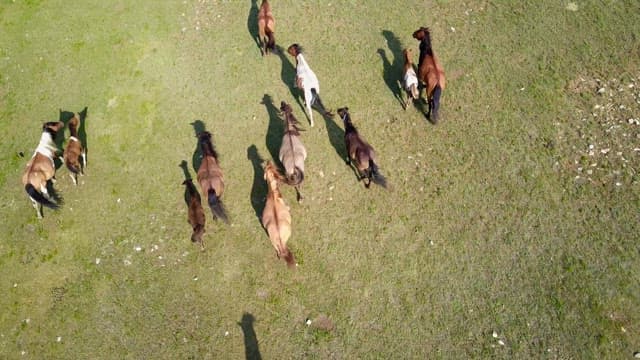 Horses running freely on a vast grassland