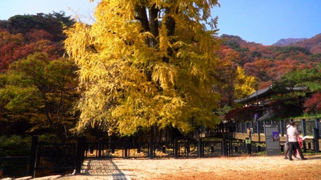 Tall ginkgo tree amidst colorful autumn mountains