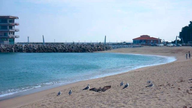 Seaside View with Birds on the Shore
