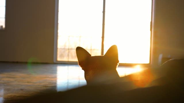 Dog Silhouette against Morning Light