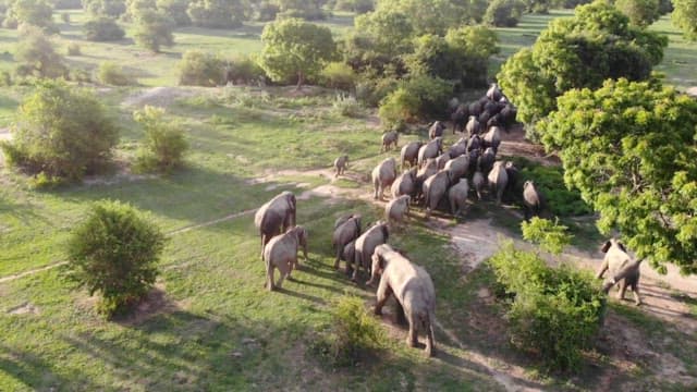 Large herd of elephants migrating in the verdant savannah