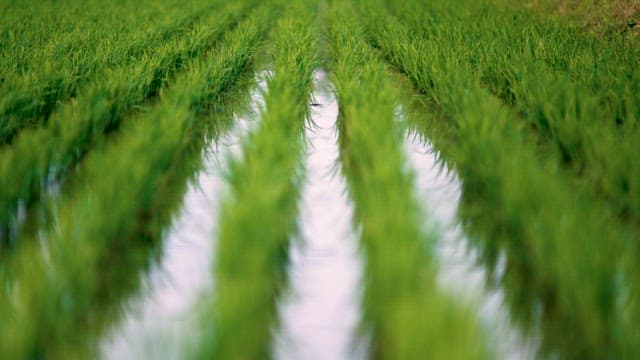 Water Filled Along a Road in a Rice Field